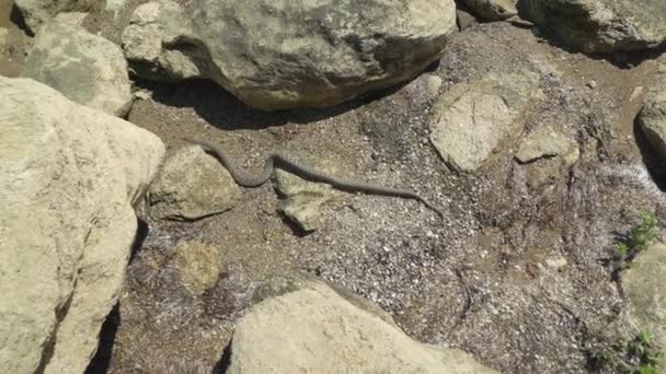 La serpiente se arrastra bajo la piedra — Vídeo de stock