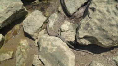 Yılan taşın altında sürünüyor.