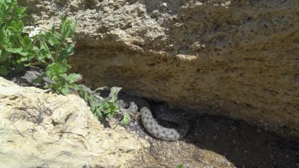 蛇爬到石头下面 — 图库视频影像