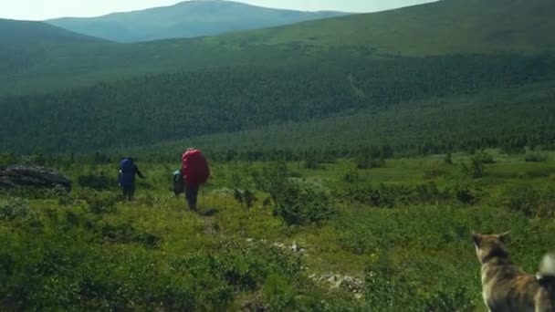 Τουρίστες με σακίδια και ένα σκυλί περπατούν στα βουνά — Αρχείο Βίντεο