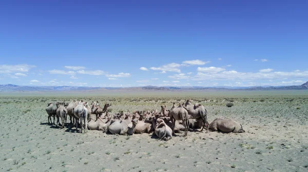 Moğolistan çölünde bir Bactrian deve sürüsü