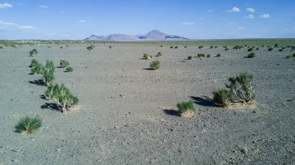 Savane, plantes vertes dans le désert mongol sur fond de montagnes — Photo