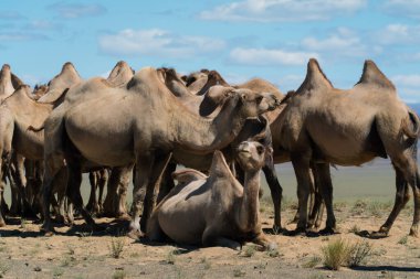 Moğolistan çölünde bir Bactrian deve sürüsü