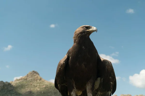 Halconería pájaro águila sentado en un poste —  Fotos de Stock