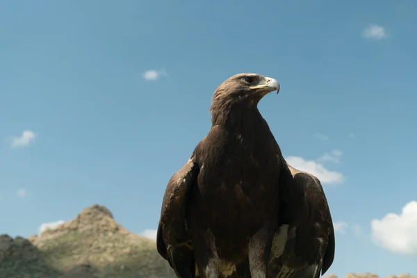 Águia falcoaria pássaro sentado em um pólo — Fotografia de Stock