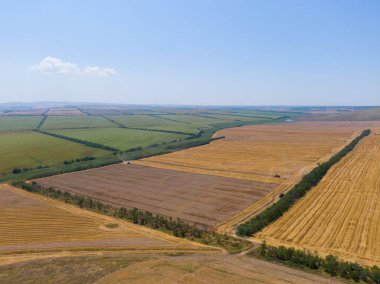 Kuş bakışı tarlalar, hasatla buğday hasadı.
