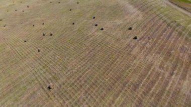 Kuş bakışı tarlalar, hasatla buğday hasadı.