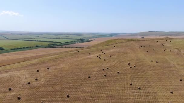 Landbouwvelden vanuit vogelperspectief, tarwe oogsten met oogstmachines — Stockvideo