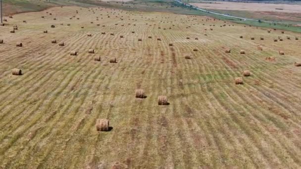 Campi agricoli da una vista di uccelli, raccogliendo grano con mietitrebbie — Video Stock