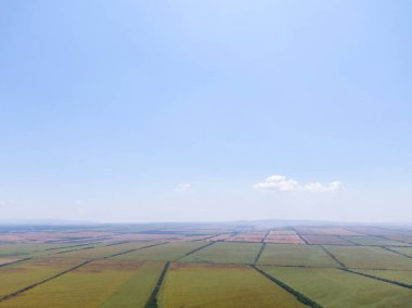 Kuş bakışı tarlalar, hasatla buğday hasadı.