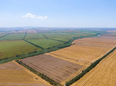 Kuş bakışı tarlalar, hasatla buğday hasadı.