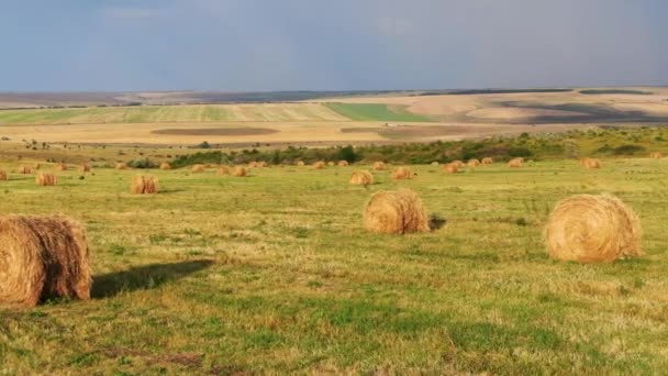 Красивый сельский пейзаж с рулонами сена на сельскохозяйственном пшеничном поле — стоковое видео