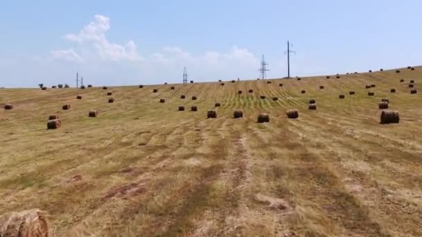 Сельскохозяйственные поля с высоты птичьего полета, уборка пшеницы с комбайнами — стоковое видео