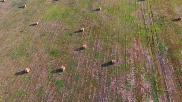 Agricultural fields from a birds eye view, harvesting wheat with harvesters — Stock Video