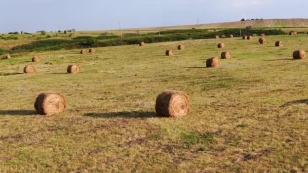 Campos agrícolas de uma visão de olho de pássaros, colhendo o trigo com colheitadeiras — Vídeo de Stock