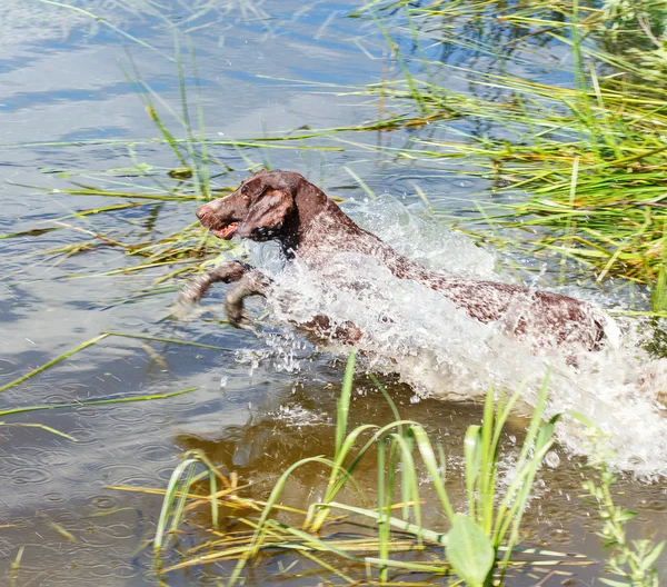 Shorthaired pointer jumping — Stock Photo, Image