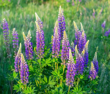 lupin çimen çiçek