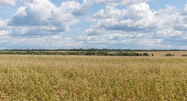 Panorama buğday alan gökyüzü bulutlar