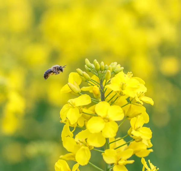 Honungsbin som samlar pollen — Stockfoto