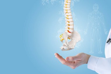 Doctor hand shows the spine on a blue background. clipart