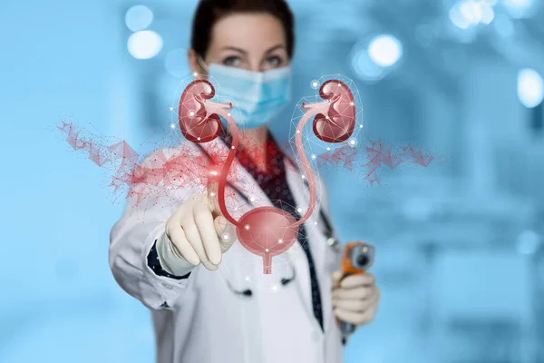 Urinary System Canal Treatment Concept Doctor Shows Urinary System — Stock Photo, Image