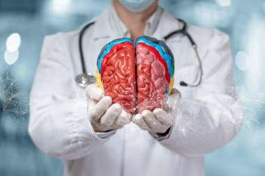 Doktor bulanık bir arkaplanda beynin bir modelini gösteriyor..