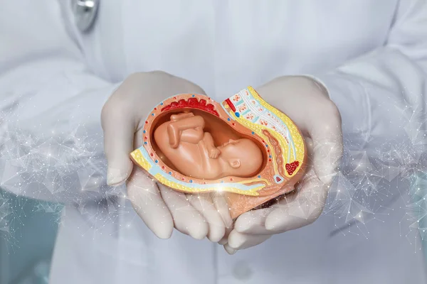 Lékař Podporuje Embryo Rozmazaném Pozadí — Stock fotografie