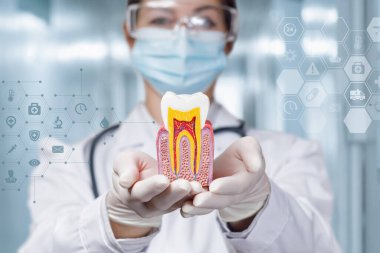 Doktor dişçi arka planda sağlıklı bir diş gösteriyor..