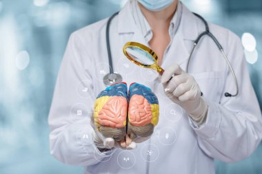 Beyin fonksiyonu tanı konsepti. Doktor bulanık bir arkaplanda büyüteçle beynin modeline bakıyor..