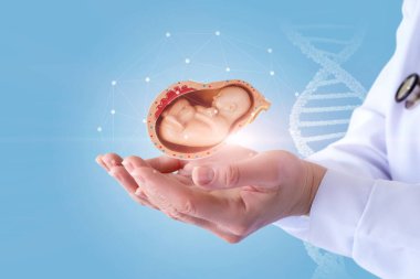 Doktor elleri mavi arka planda bir çocuğun embriyosunu gösteriyor..