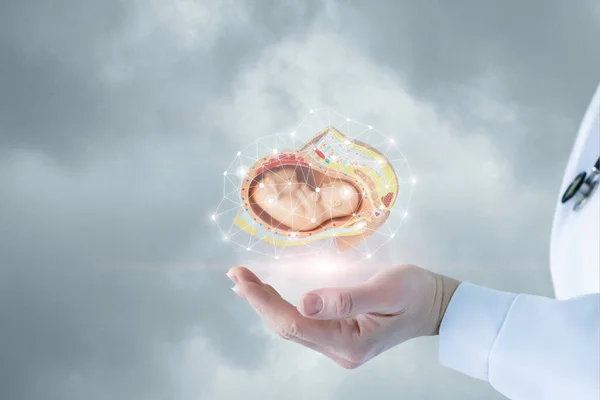 Concept Diagnosis Prevention Human Embryo — Stock Photo, Image