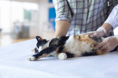 Bir veteriner kliniğinde sağlık kontrolü sırasında bir kedi sakince masanın üzerinde yatıyor..