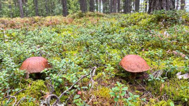 Mantarlı ve yosunlu çam ormanı
