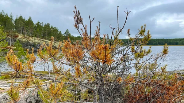 Ladoga Gölü 'ndeki orman ve kayalıklı adalar.