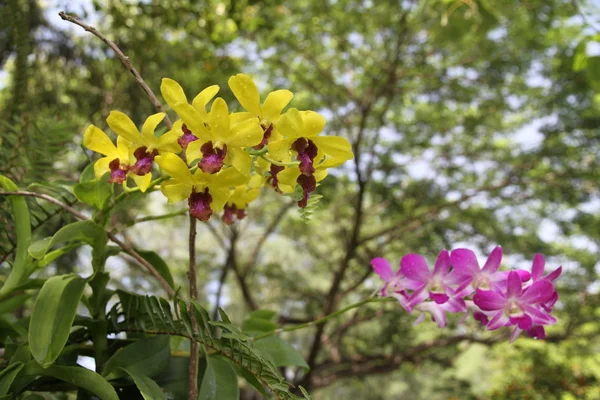 ジャングルの中で胡蝶蘭蘭林花 — ストック写真