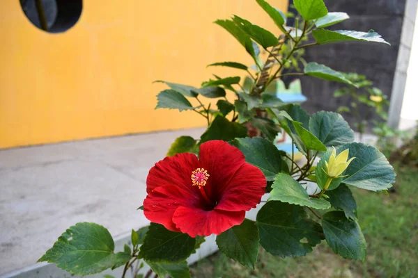 Vue Latérale Rapprochée Hibiscus Fleur Chaussure Rouge Vif Floraison Beau — Photo