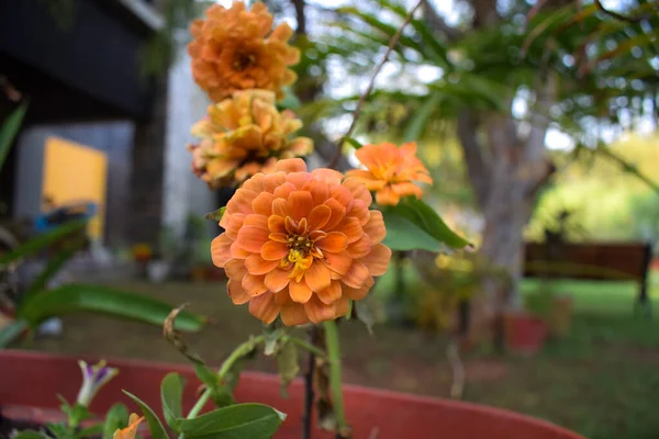 Помаранчевий Персик Chrysanthemum Також Відомий Mums Або Chrysanths Популярний Сад — стокове фото