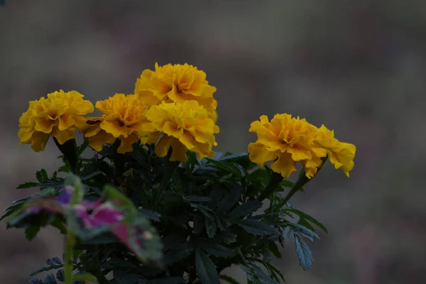 Marigold Flowers bunch. Indian summer flowers. Annual. Green leaves foliage. selective focus close up blurred background. Tagetes erecta, Mexican, Aztec, African, Indian marigold blooming in garden