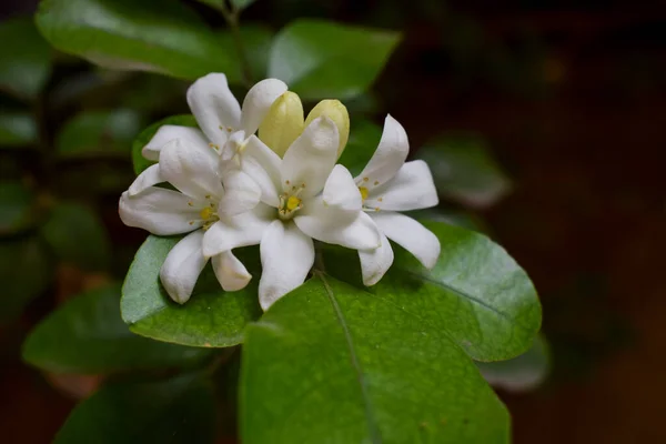 Beautiful Bunch Murraya Paniculata Jack Orange Jasmine Flowers Satinwood Madhu — Stock Photo, Image