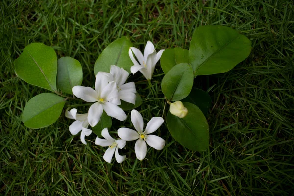 Fragrant Lovely White Flowers Orange Jasmine Kamini Tropical India Indian — Stock Photo, Image