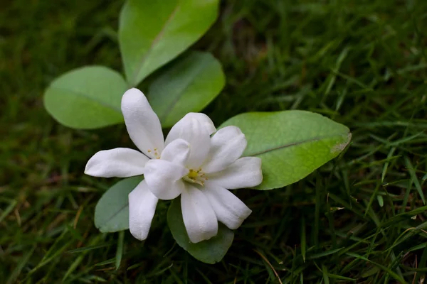 Fragrant Lovely White Flowers Orange Jasmine Kamini Tropical India Indian — Stock Photo, Image