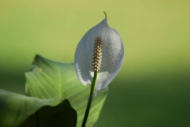 Bulanık bokeh yeşili arka planı olan Peacelily çiçeğinin beyazını kapat. Bahçe bahçesi çimenliği. Yaprakla