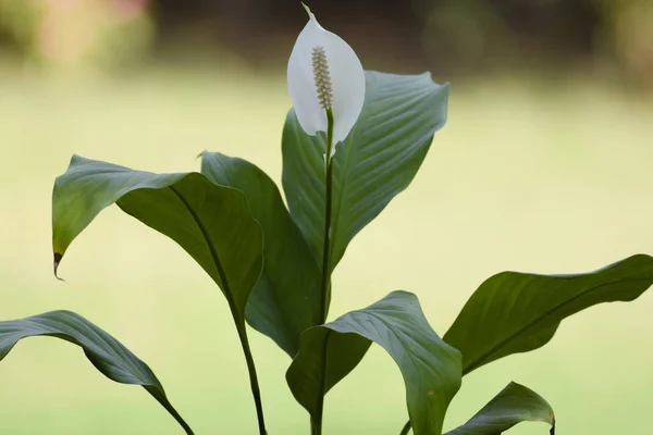 Close Peacelily Flower White Blurred Bokeh Green Natural Background Outdoor — Stock Photo, Image