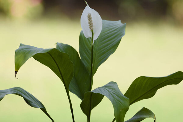 Close up of Peacelily flower white with blurred bokeh green natural background. Outdoor garden park lawn. Fresh Peace lily flower with long green leaves background