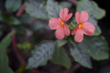 Turuncu kestane fişeği Crossandra infundibuliforis Güney Hindistan ve Srilanka 'da bulunur. Sabah sisi manzarayı kapatıyor. Duvarın arkaplanı