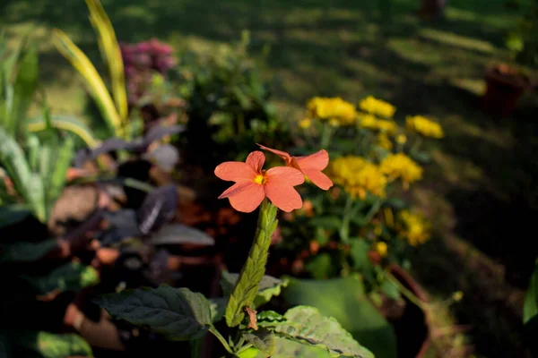 Fleur Pétard Orange Crossandra Infundibuliformis Trouvé Dans Sud Inde Srilanka — Photo
