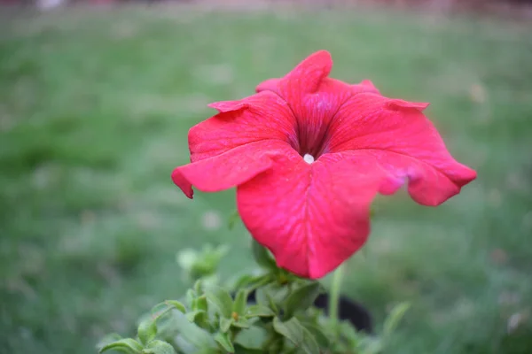 Plně Červená Petúnie Květ Celebrity Petúnie Kaštanovníku Petunioideae Zahradě Petúnie — Stock fotografie