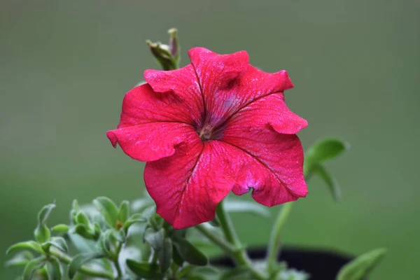 Detailní Záběr Krásné Jasně Červené Petunie Květ Single Rozmazaným Pozadím — Stock fotografie