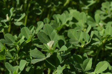 Hindistan 'da kış mevsiminde yetişen FenuGreek bitkilerinin çalılarını kapatın. Evde yetiştirilen yeşil yapraklı sebzeler Hint mutfağında Hint mutfağında körili sabzi yapmak için yetiştiriliyor.