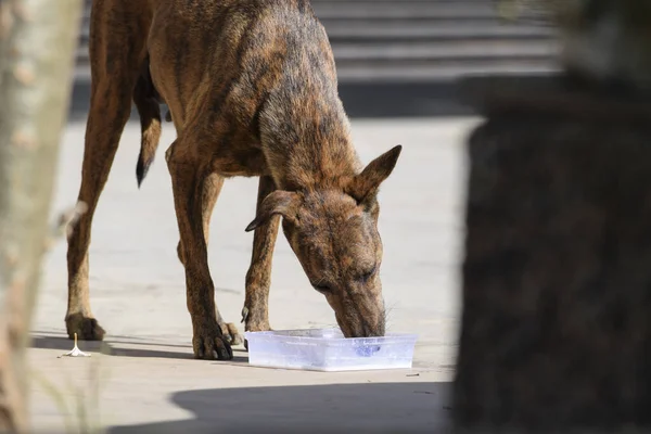 Dişi Hintli aç sokak köpeği arka plandaki Hint evinde süt içiyor.